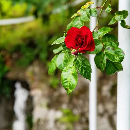 Augusta - By Myhomeincomo * Brunate